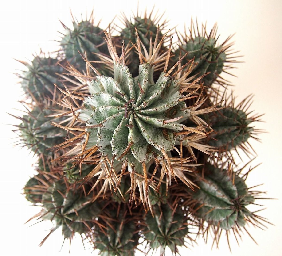（特大）ホリダ群生 Euphorbia horrida ユーフォルビア ホリダ群生 | mana's farm:塊