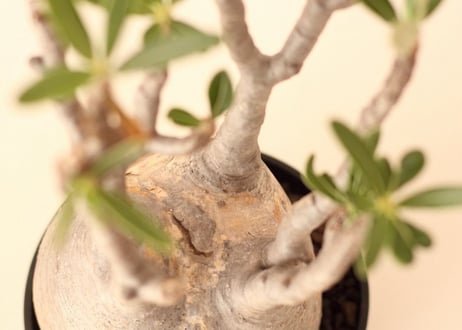 Pachypodium Gracilius パキポディウム  グラキリス  №２