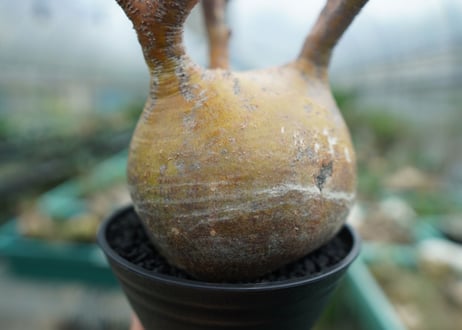 パキポディウム　グラキリス　 Pachypodium Gracilius  No.1