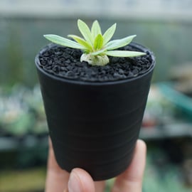 希少でも育てやすいパキポディウム実生株をアップします 希少でも育てやすいパキポディウム実生株をアップします