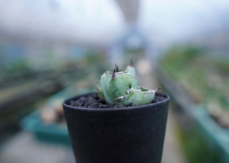 アガベ　チタノタ　 ブラックアンドブルー 　Agave titanota black and blue　No.3