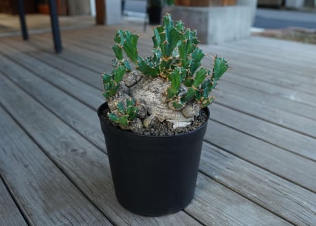 ユーフォルビア　クラビゲラ　Euphorbia clavigera