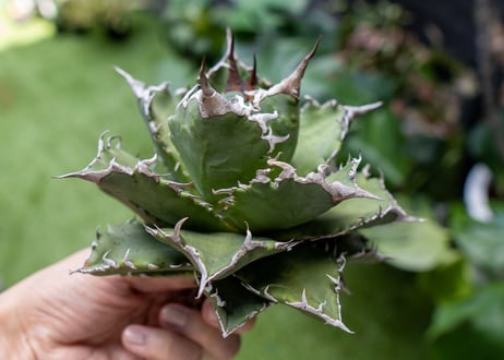 Agave titanota Solar eclipse 夕映嚴龍  NO.5