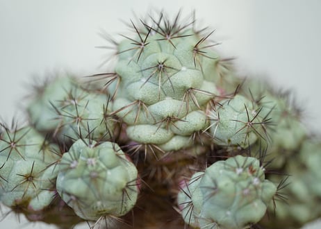 Ortegocactus macdougallii