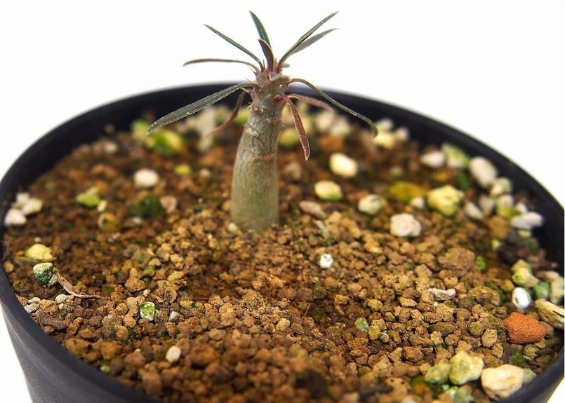 EMP パキポディウム グラキリス 実生 / Pa1 パキポディウム グラキリス