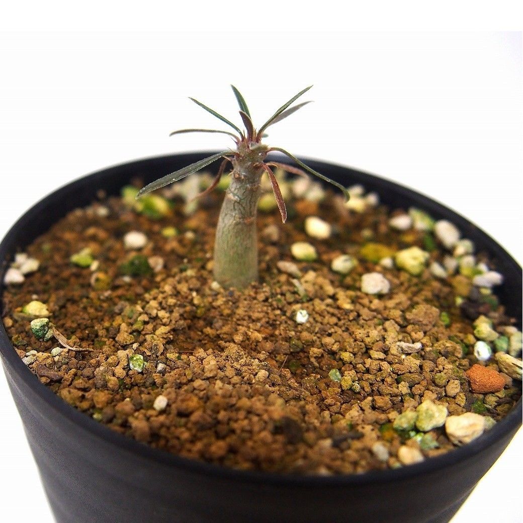 Pachypodium パキポディウム グラキリス 実生苗 | mana's farm: