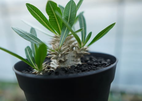 パキポディウム　恵比寿大黒　Pachypodium Densicaule　No.4