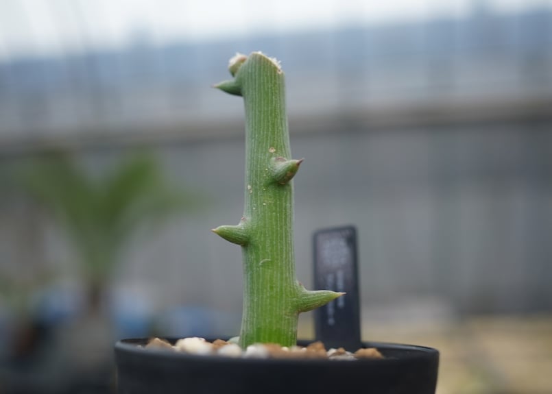 アデニア グロボーサ | mana's farm:塊根植物・アガベ・ドライガーデン