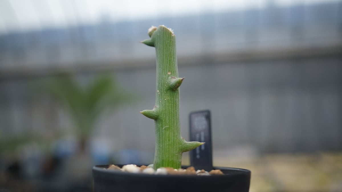 アデニア グロボーサ | mana's farm:塊根植物・アガベ・ドライガーデン