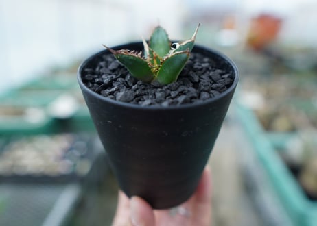 アガベ　チタノタ　FO-76　Agave titanota  FO-76　No.4
