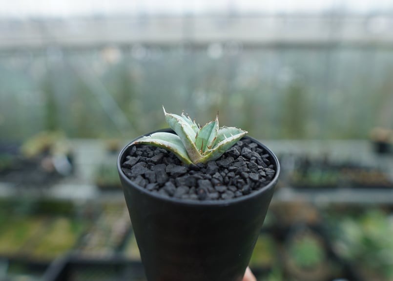 アガベ チタノタ ホワイトアイス agave titanota whiteice | man