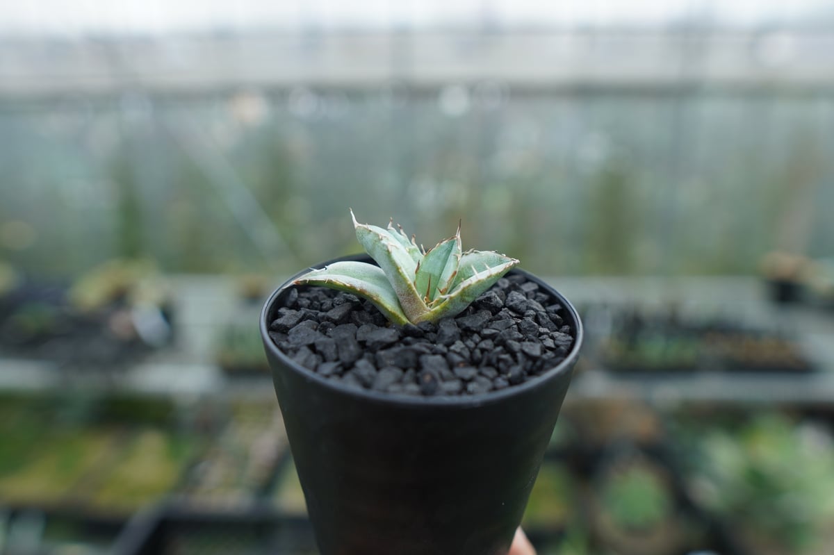 アガベ チタノタ HOWAITOAIsU アガベ チタノタ ホワイトアイス agave titanota whiteice | man