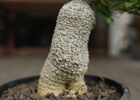 フォッケア　エデュリス　火星人　Fockea edulis