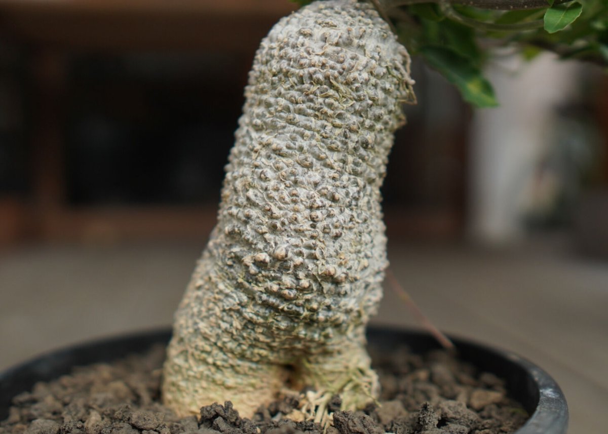 フォッケア エデュリス 火星人 Fockea edulis 抜き苗 フォッケア エデュリス 火星人 Fockea edulis | mana's farm:塊根植