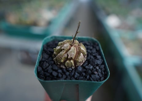 亀甲竜　Dioscorea elephantipes　No.3