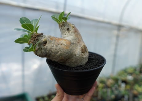 パキポディウム　エブレネウム　Pachypodium eburneum　No.3