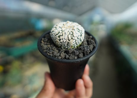 アストロフィツム　スーパー兜 Astrophytum asterias 'Super Kabuto'