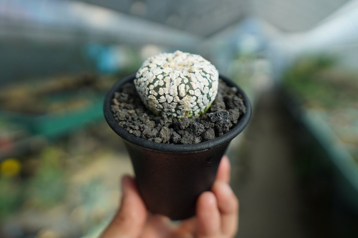 アストロフィツム スーパー兜 Astrophytum asterias 'Super Kabu