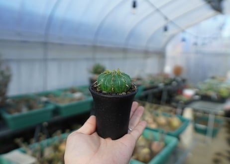 ユーフォルビア　メロフォルミス　Euphorbia meloformis　E5