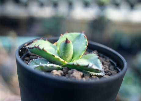 アガベ　チタノタ　ブルー　agave titanota Blue 　NO.4