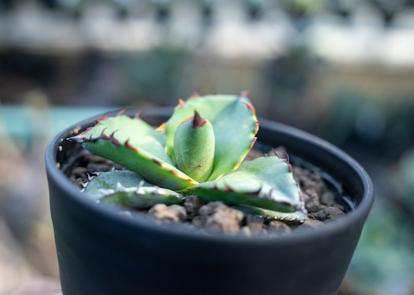 アガベ チタノタ ブルー agave titanota Blue NO.4 | mana's アガベ チタノタ ブルー agave titanota Blue NO.4 | mana's