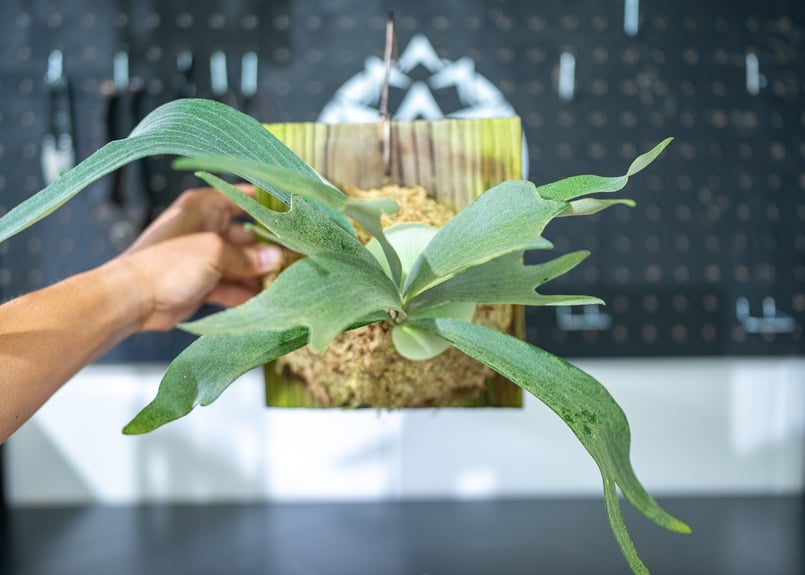 ビカクシダ ビフル 白系 中株 ビカクシダ ビフルカツムホワイト P.bifurucatum white | mana's f