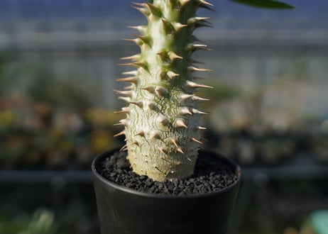パキポディウム ホロンベンセ　Pachypodium　 horombense