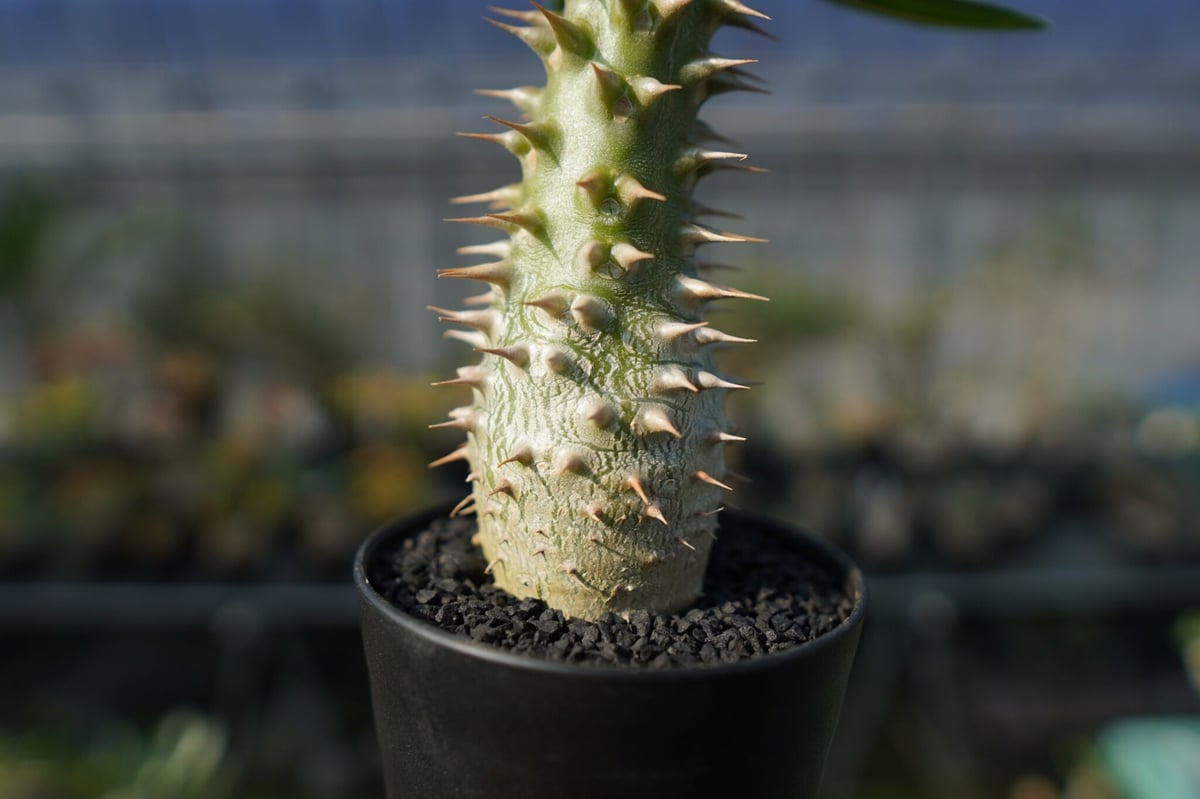 パキポディウム ホロンベンセ Pachypodium horombense | mana's