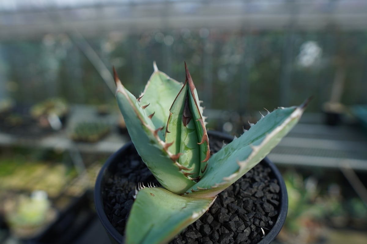 アガベ チタノタ ブルー agave titanota Blue No.2 | mana's