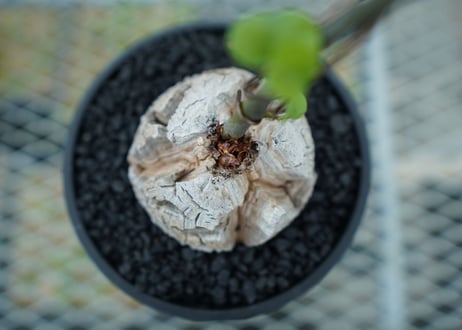 亀甲竜　Dioscorea elephantipes　No.2