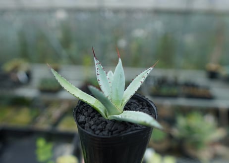 アガベ　屈原の舞扇 Agave 'Kutsugen no Maiougi'   No.3