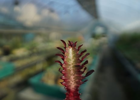 ユーフォルビア　紅彩雲閣　Euphorbia trigona f. rubra　No.3