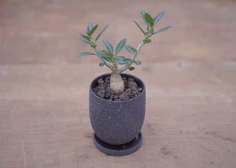 パキポディウム　サキュレンタム  Pachypodium succulentum