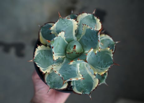アガベ　兜蟹錦　連棘　Agave isthmensis “Kabutogani” variegata  No.5