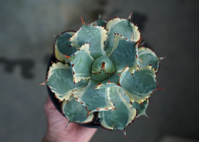 アガベ 兜蟹錦 連棘 Agave isthmensis “Kabutogani” varieg