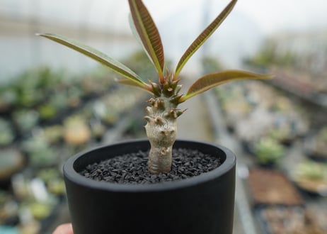 パキポディウム　バロニー　Pachypodium baronii
