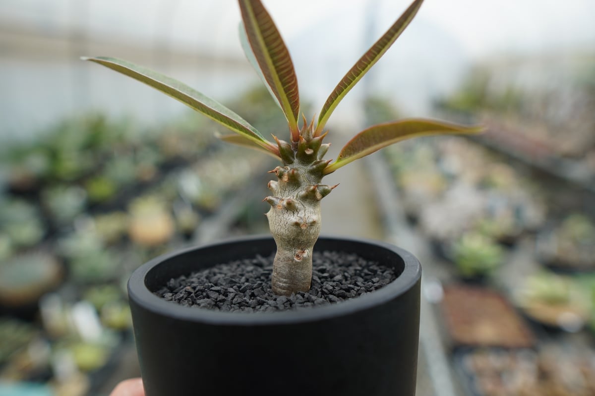 パキポディウム バロニー Pachypodium baronii | mana's farm: