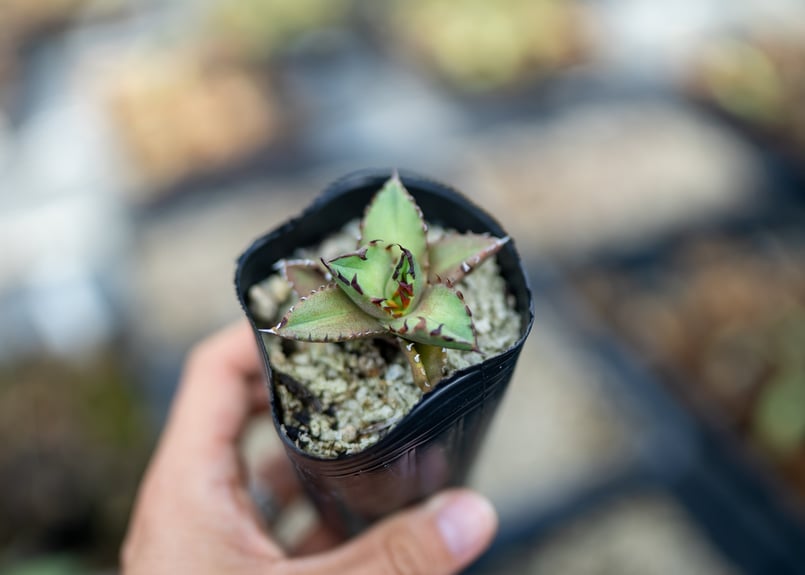 アガベ オテロイ 沖縄実生 | mana's farm:塊根植物・アガベ・ドライ