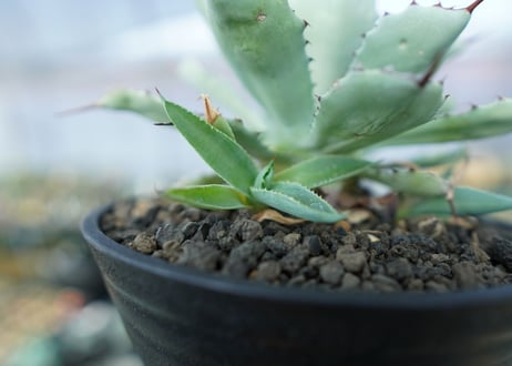 アガベ　吉祥冠　Agave potatorum No.1