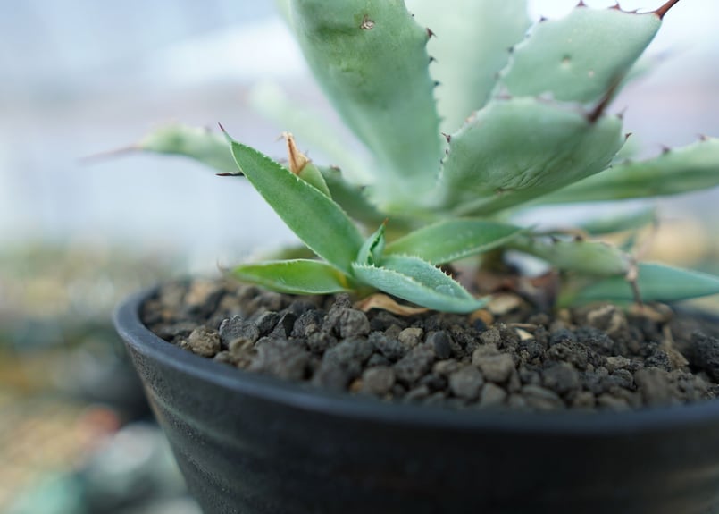アガベ 吉祥冠 Agave potatorum No.1 | mana's farm:塊根植物