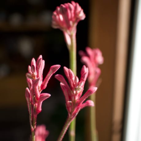 カンガルーポー | STORES