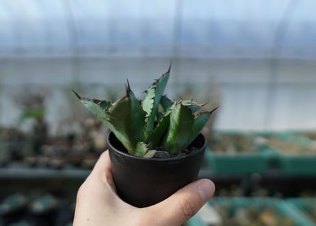 アガベ　チタノタ　 ブラックアンドブルー  2頭　Agave titanota black and blue Double head　A17