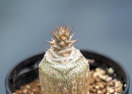 パキポディウム ウィンゾリー 沖縄実生