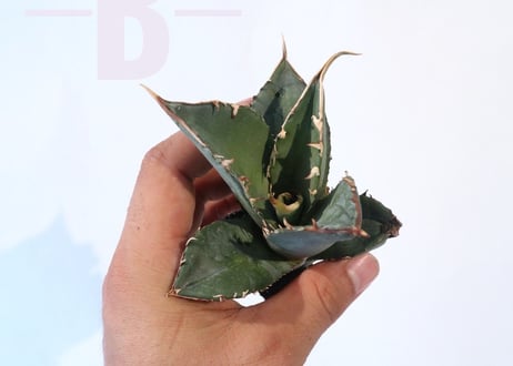 Agave titanota FO-76 compacta dwarf