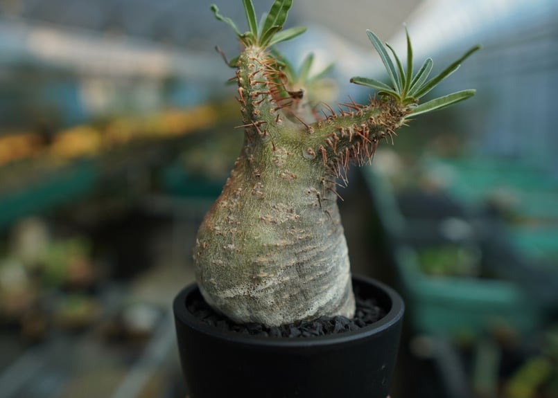 パキポディウム グラキリス Pachypodium Gracilius No.9 | ma