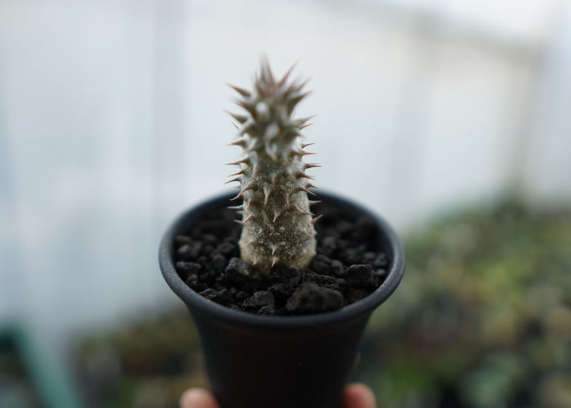 パキポディウム 伊藤ハイブリッド Pachypodium 'Itoh Hybrid' No. パキポディウム 伊藤ハイブリッド Pachypodium 'Itoh Hybrid' No.