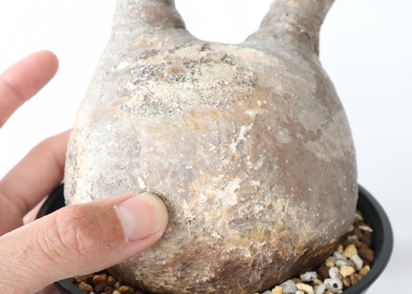 塊根植物 中型　パキポディウムグラキリス　発根済み パキポディウム：グラキリス（発根済み株）3.5号鉢植え の通販