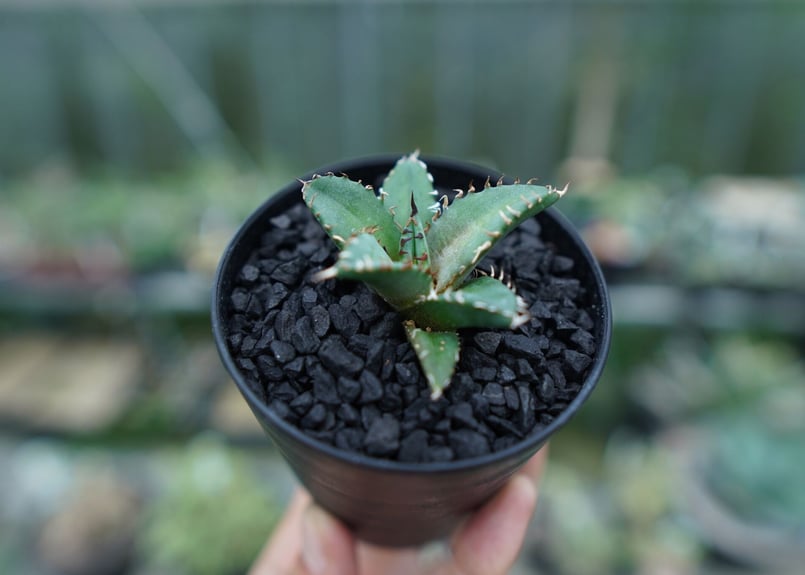 アガベ チタノタ FO-76 Agave titanota FO-76 No.5 | man