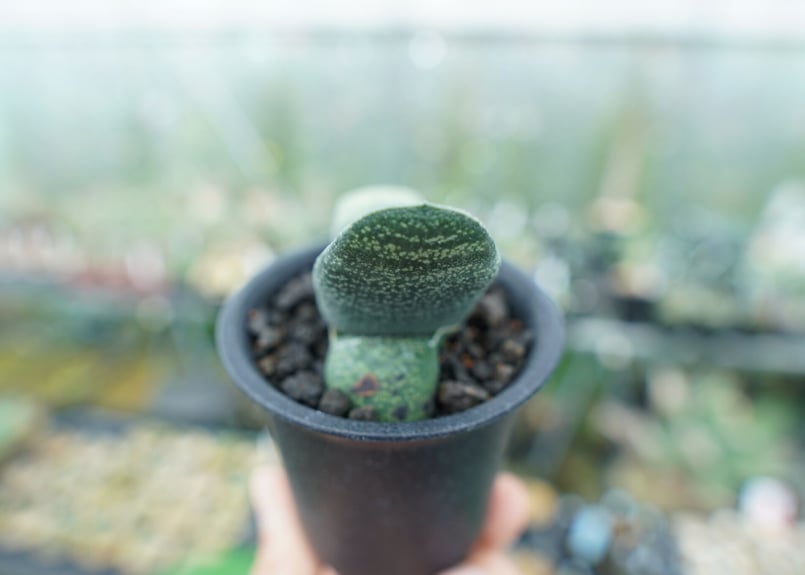 ガステリア エクセルサ Gasteria excelsa | mana's farm:塊根植物