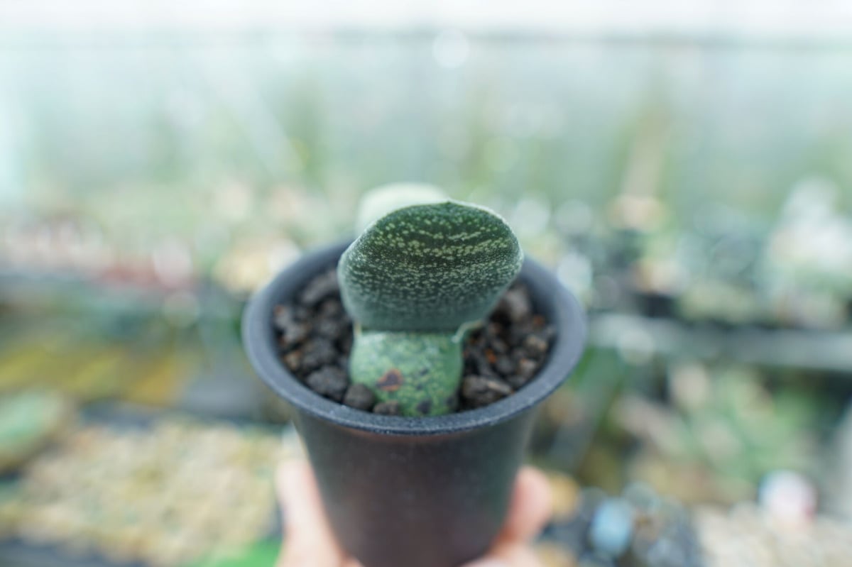 ガステリア エクセルサ Gasteria excelsa | mana's farm:塊根植物